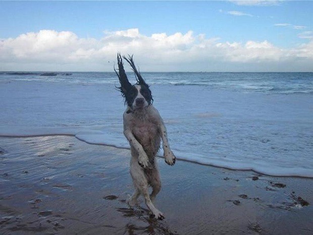 wtf-dog-photos-15