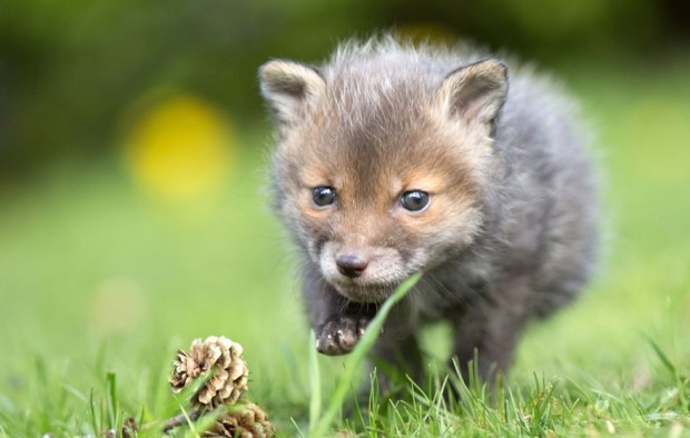 orphaned-fox-cub-adopted-dog-ziva-dinozzo-germany-10