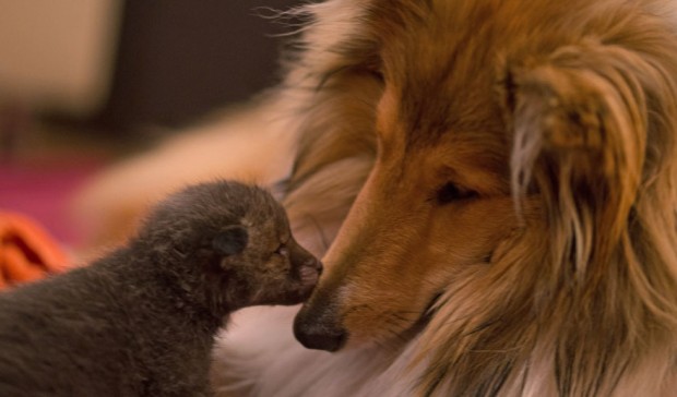 orphaned-fox-cub-adopted-dog-ziva-dinozzo-germany-4