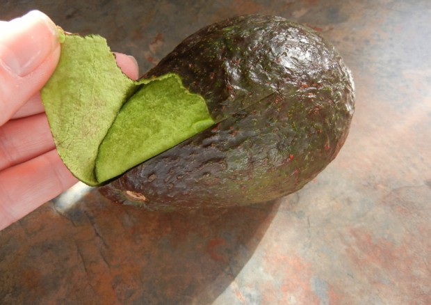 aguacate2