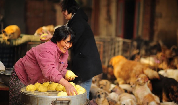 rescued-dogs-yulin-dog-meat-festival-china-10