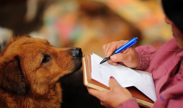 rescued-dogs-yulin-dog-meat-festival-china-20