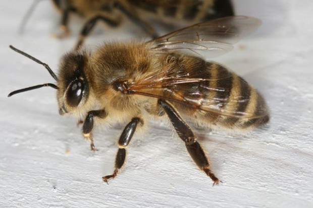 800px-Apis_mellifera_carnica_worker_hive_entrance_2