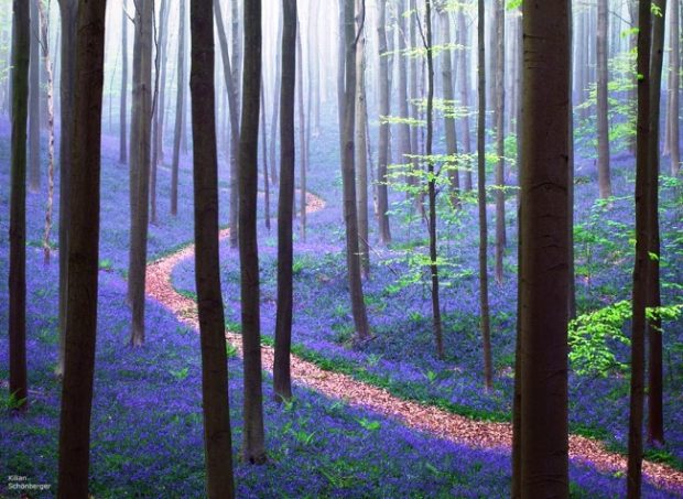 87655-R3L8T8D-650-bluebells-blooming-hallerbos-forest-belgium-1-1